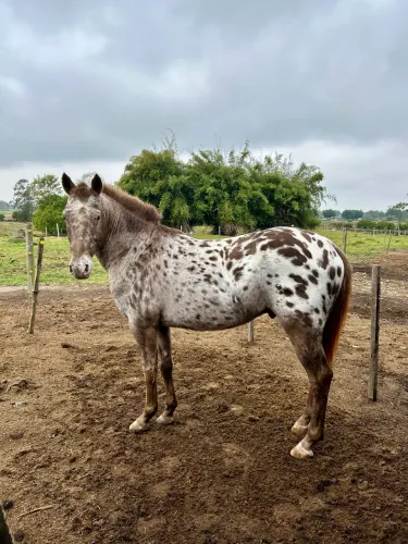Cavalo appaloosa 