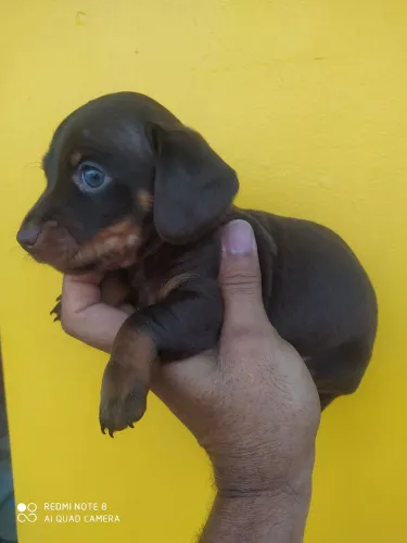 vendo basset chocolate anãozinho
