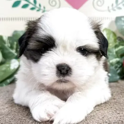 Neném cheio de energia Shih tzu/Shitzu