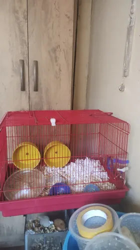 Gaiola com hamster junto 