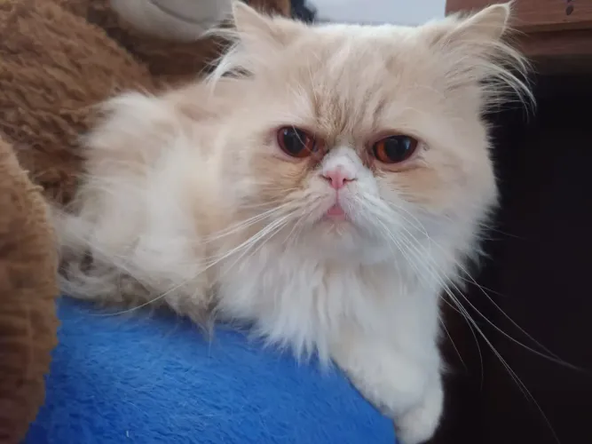 Gato persa macho - castrado