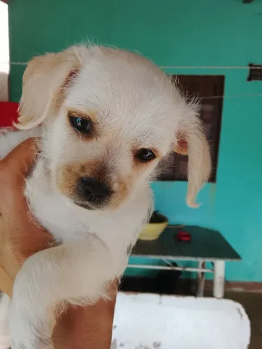 Filhotes para a Adoção, sem raça definida tem 1 mês e 15 dias de vida, não vacinado