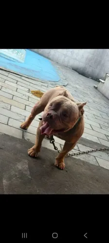 América bully pockett trililac promocao