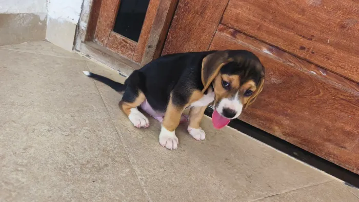 Foxhoud Americano x Estoniano Caçador