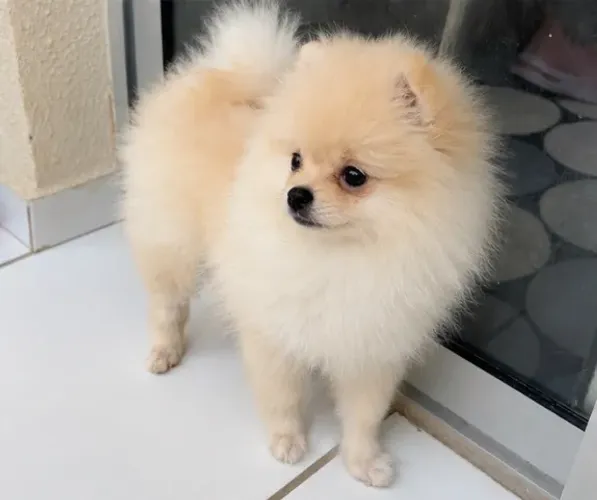 Filhote de Spitz Alemão 