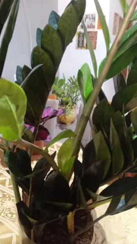 Zameoculca a planta da fortuna
