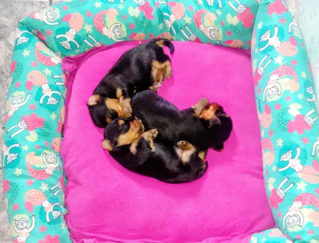 Yorkshire micro terrier