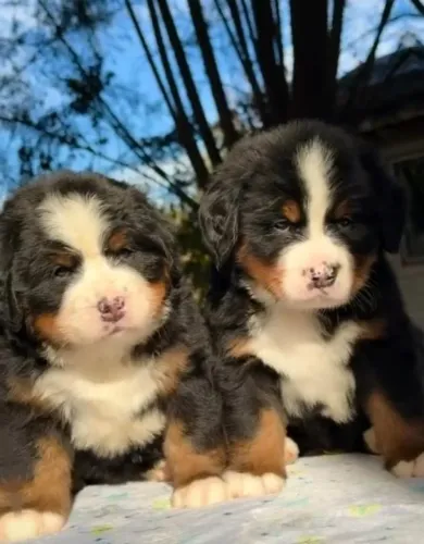 Filhotes de Bernese  | O filhote que faltava no seu lar!