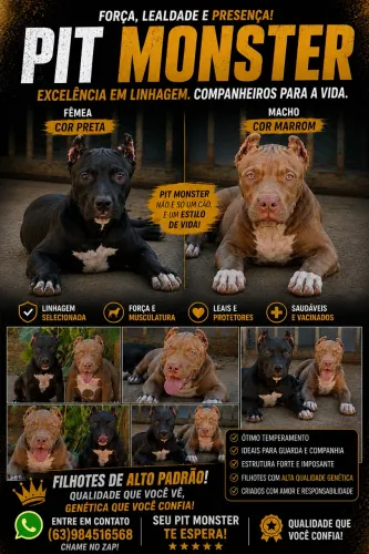 ? Filhotes Pit Monster Disponíveis | Genética de Confiança ?