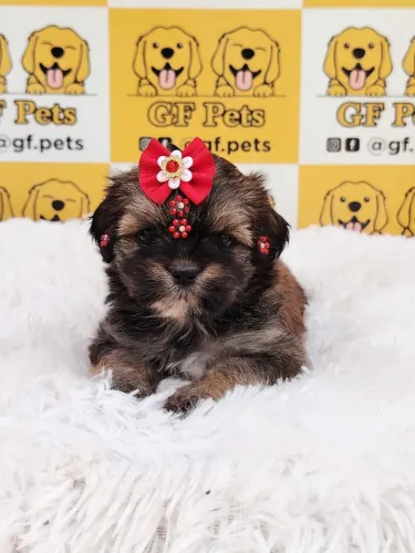 Shih tzu fêmea vacinada e vermufagada shihtzu