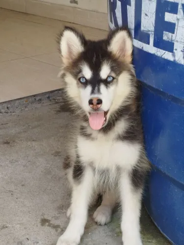 Filhote de husky siberiano para venda