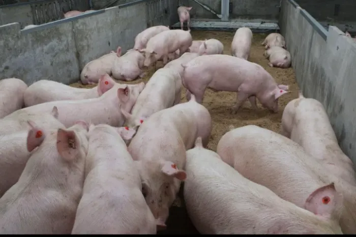 Vendas de porcos