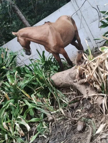 Cavalo 