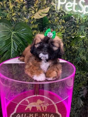 Shih tzu ! Macho lindíssimo