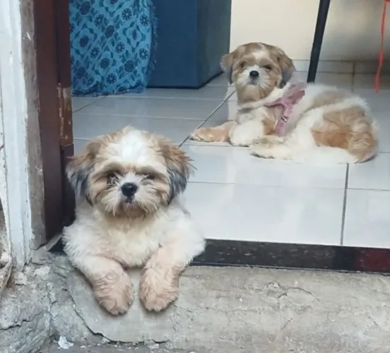 Animais de estimação 