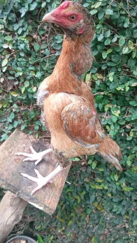 Galinha índia barbuda