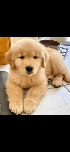 Lindos filhotes de Golden retriever 