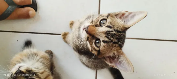 Casal de gatinhos para adoção
