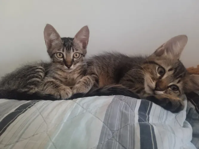 Adoção gatos filhotes