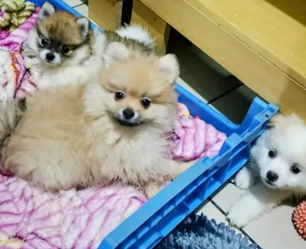 Filhotes de lulu da Pomerânia, Spitz alemão, disponíveis, machinhos