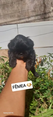 Filhote de shih tzu disponível a procura de uma família ?