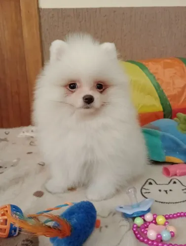 Spitz alemão anão macho Com pedigree em 10x no cartão