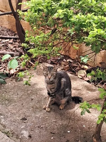 Gatos para adoção