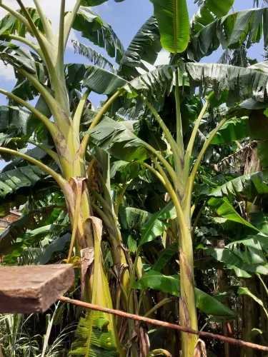 Mudas banana da terra 50 reais