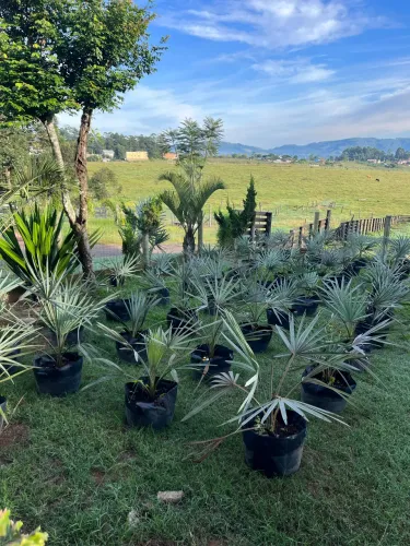     Palmeira Bismarckia Nobilis - Palmeira Azul - Mudas de Vários Tamanhos