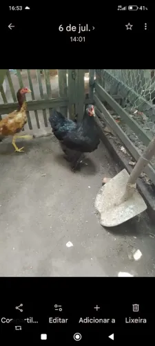 2 galinha e 1 galos da raça bhrama puro 