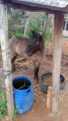 Pôninha fêmea a venda