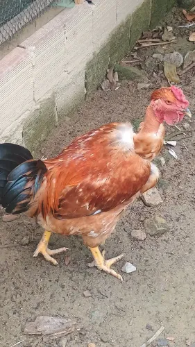 Galo gogo de sola crista de bola