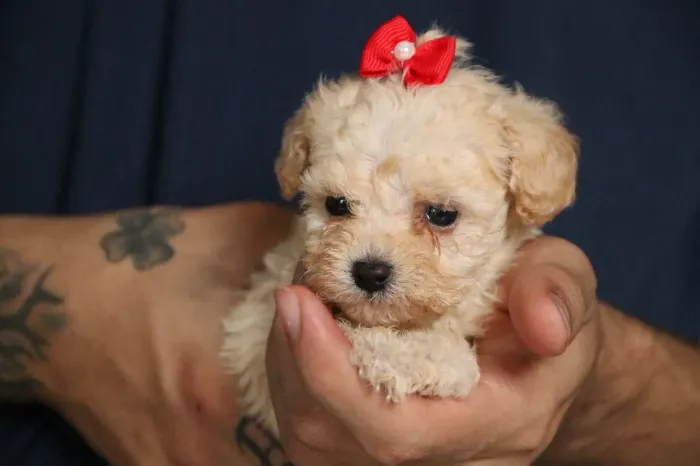 Poodle insta @filhotesfloresdooriente