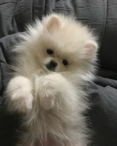 Spitz Alemão