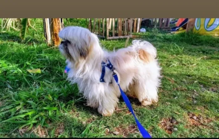 Doação de cachorro