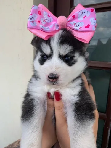 Husky siberiano olhos marcantes