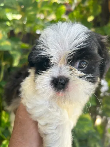 Shihtzu machinho disponível