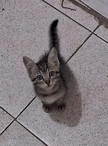 Gata de 2 meses 