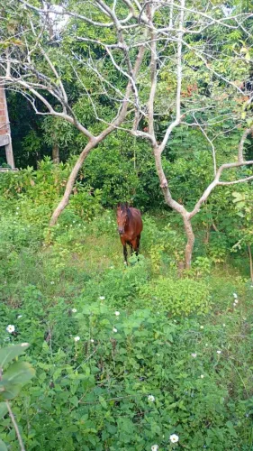 Cavalo