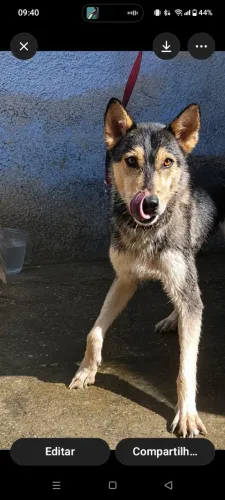 Vende-se husky siberiano fêmea 