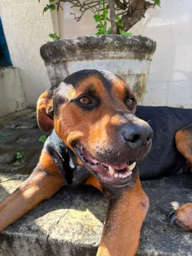 Cachorro para Adoção Responsável 