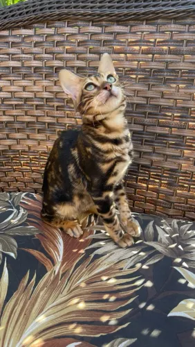 Bengal