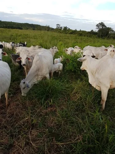fazenda 77 alqueires a 55 km de Castanhal está suja