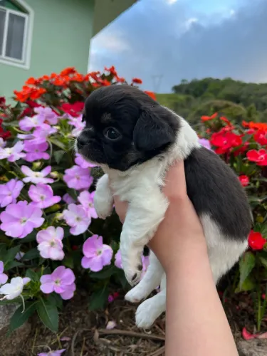 Vendo chihuahua fêmea 