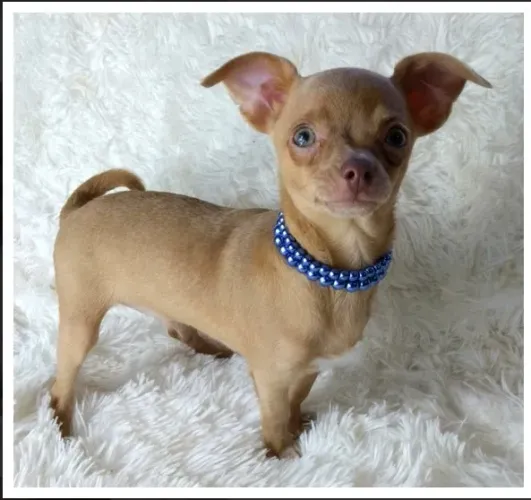 Chihuahua Fêmea White Fofura e Carinho!