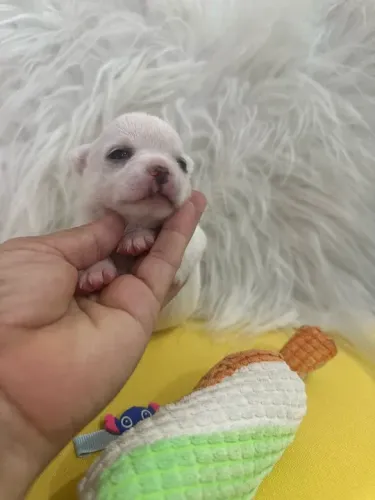 Chihuahua Pequeno Caramelo Macho - Pequeno no Tamanho, Enorme no Amor!