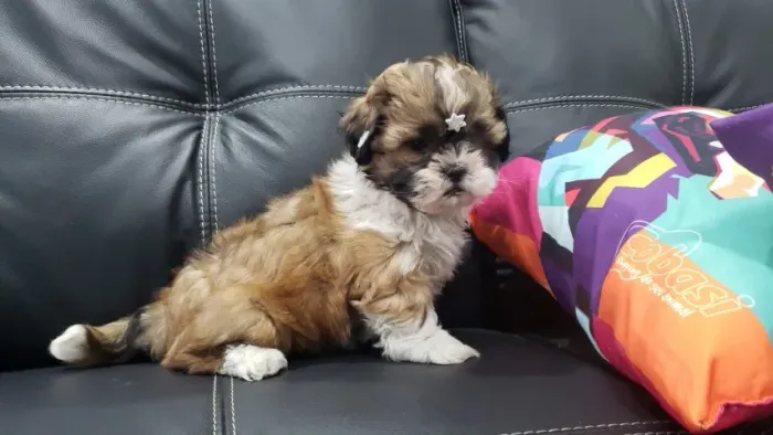 Lhasa Apso Pequeno Fêmea Super Afetuosa e Alegre