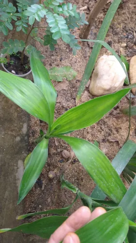 Muda de bambu da sorte