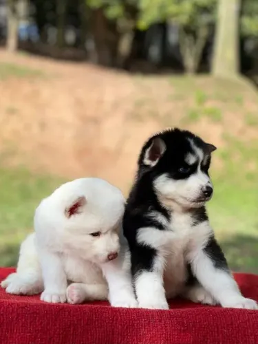 Husky Siberiano todos pedigree e suporte veterinario *
