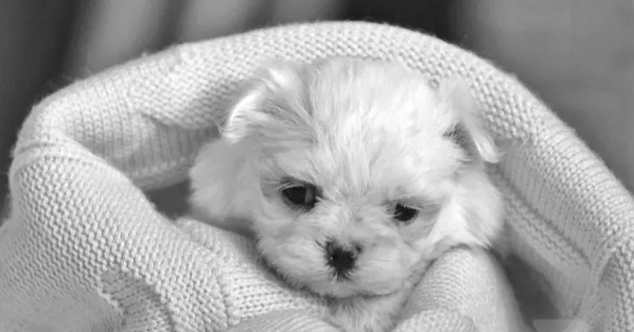 Maltês Babys Mini White, Sociáveis e Adoram Crianças